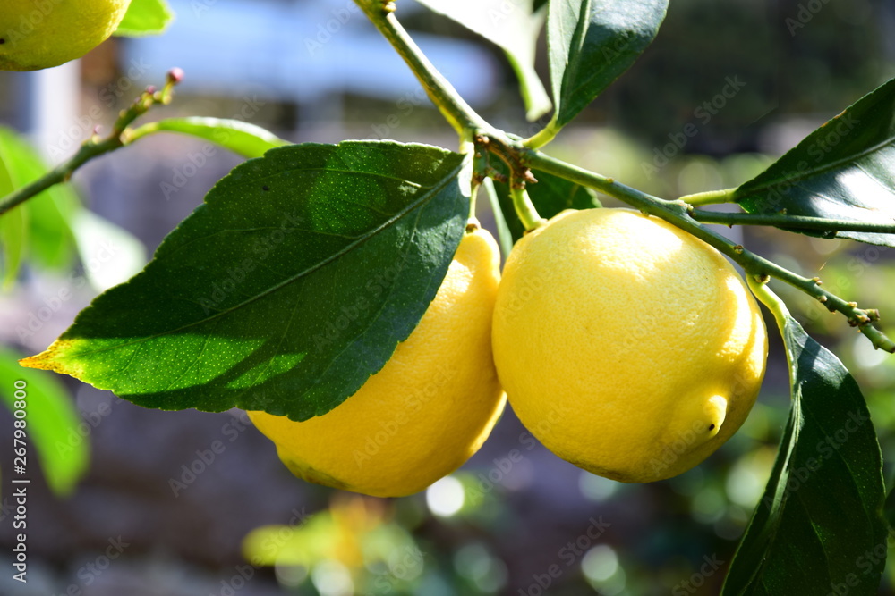 Gelbe reife Zitronen - Zitronenbaum
