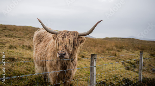 Highland Cow in a field in Scotland