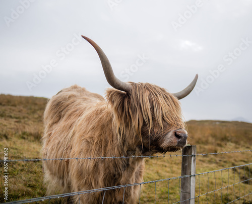 Highland Cow in a field in Scotland