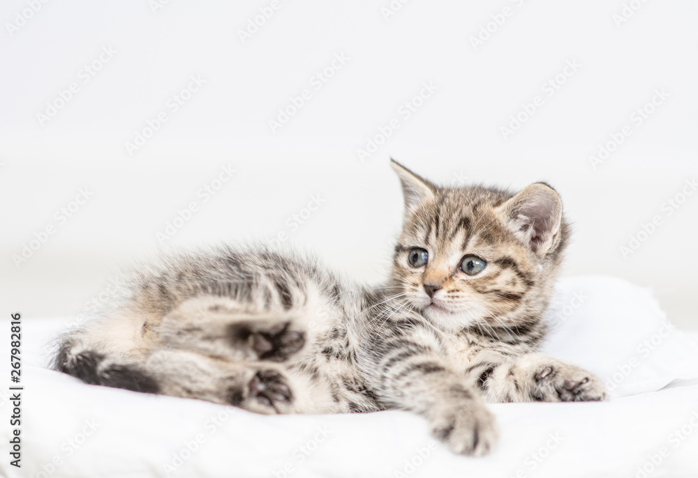 Baby kitten lying on a pillow at home