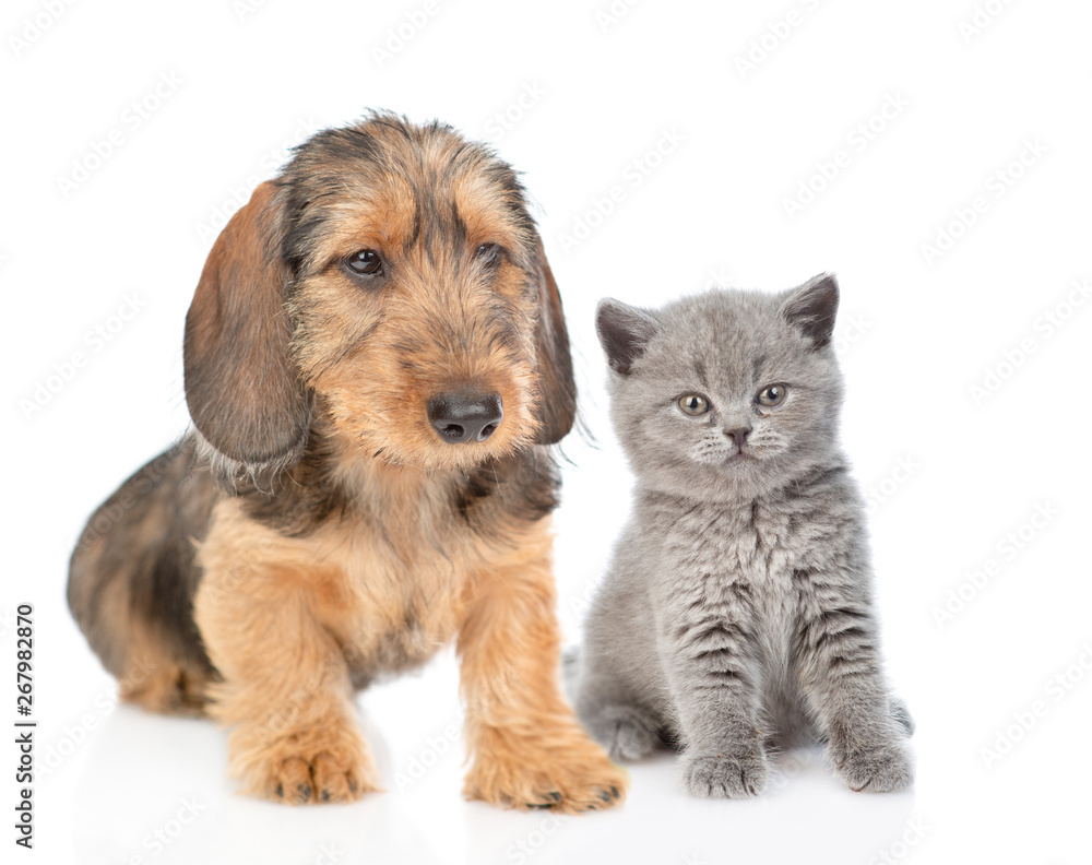 Dachshund puppy and tiny kitten sitting together. isolated on white background