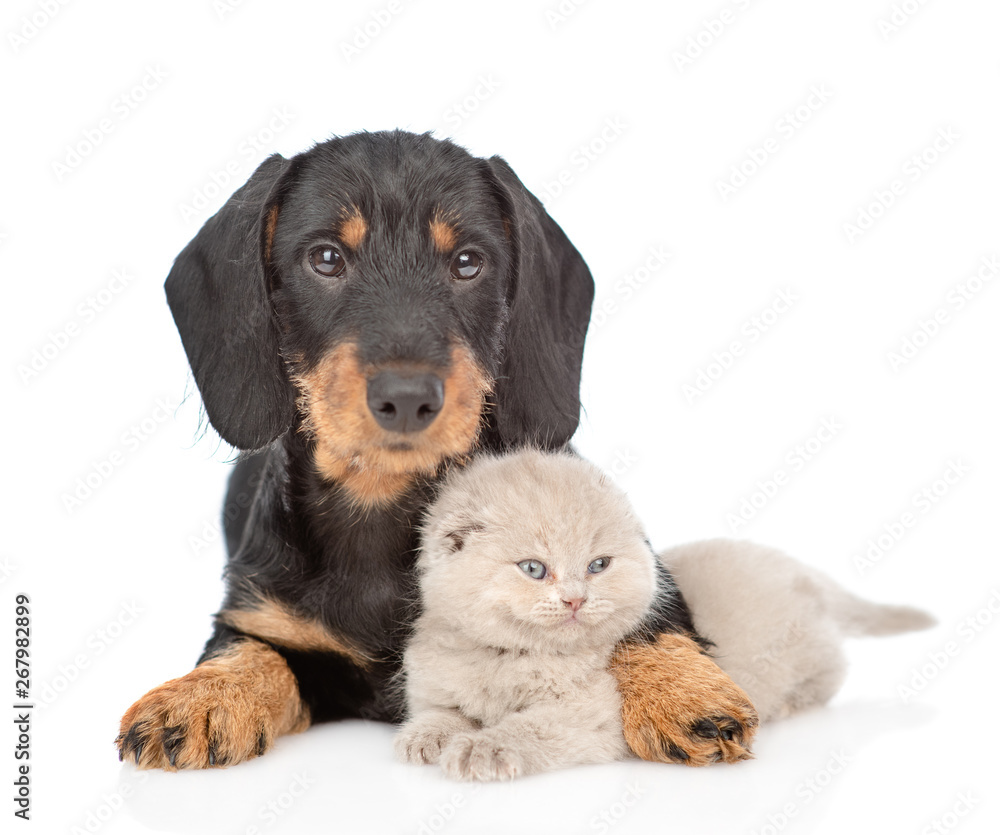 Dachshund puppy embracing tiny gray kitten. Isolated on white background