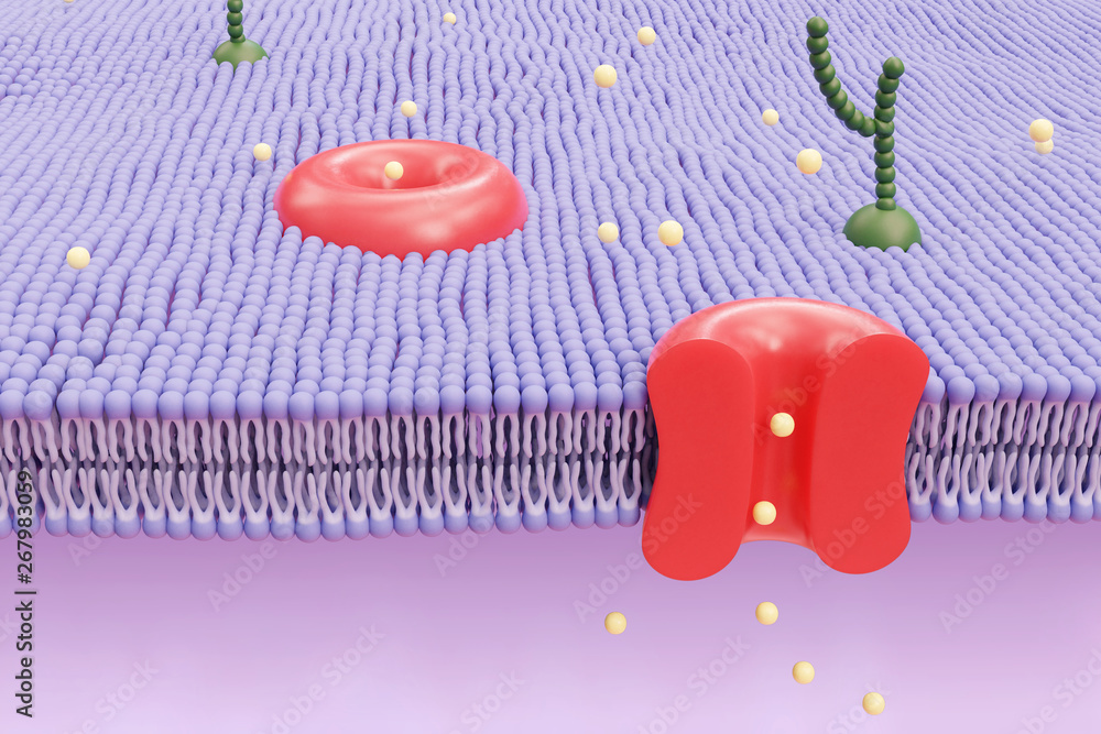 Cutaway view of human cell membrane in red and blue showing