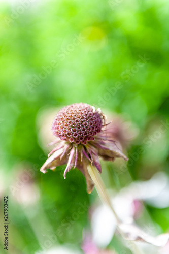 Plants in the botanical garden of Antwerp  Belgium