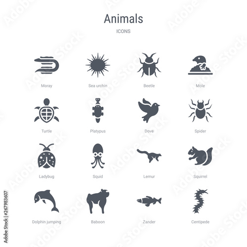 set of 16 vector icons such as centipede, zander, baboon, dolphin jumping, squirrel, lemur, squid, ladybug from animals concept. can be used for web, logo, ui\u002fux