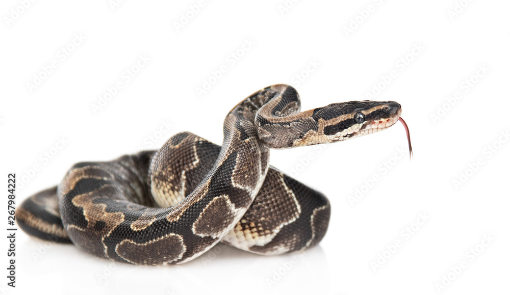 Royal Python, or Ball Python (Python regius) in side view. Isolated on ...