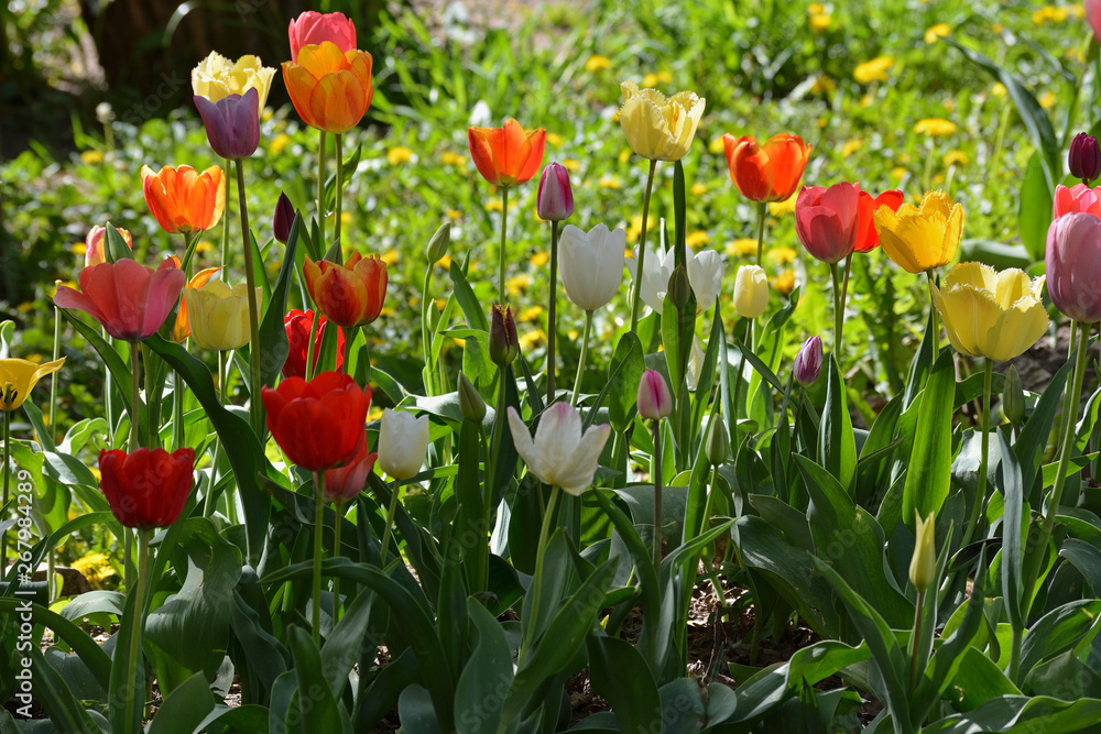 Obraz premium Multicolored blooming tulips on the background of green grass