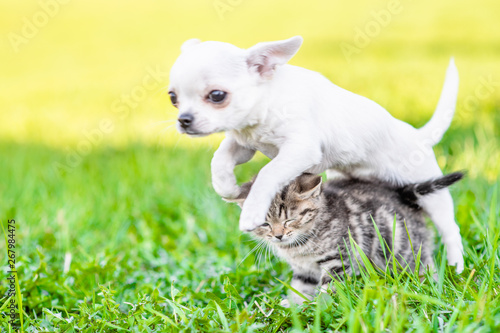 Playful puppy chihuahua jumps over the kitten on the green grass