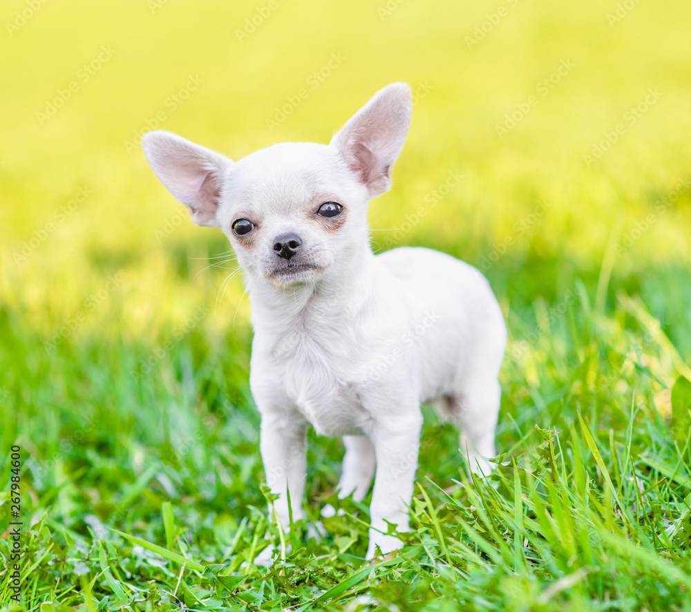Portrait of a chihuahua puppy on green summer grass