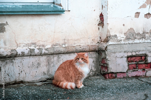 Fluffy red street cat sitting near the old walls of the house. Beautiful ginger fluffy cat sits on the old city