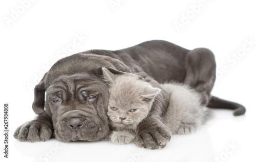 Fototapeta Naklejka Na Ścianę i Meble -  Sad black mastiff puppy embracing kitten. isolated on white background