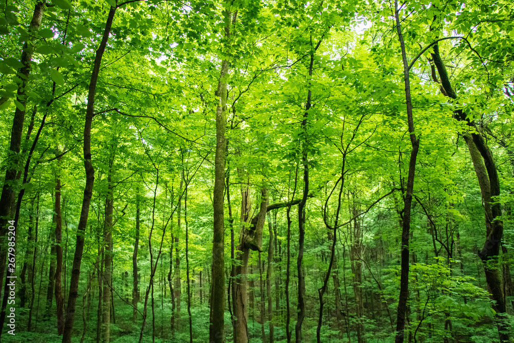 Green Forest Green Forest