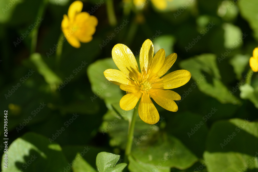 Obraz premium Bright yellow buttercup flower on a green background of grass on a sunny day. Poisonous and allergenic flower. Botany. Flora. Paints. Macro