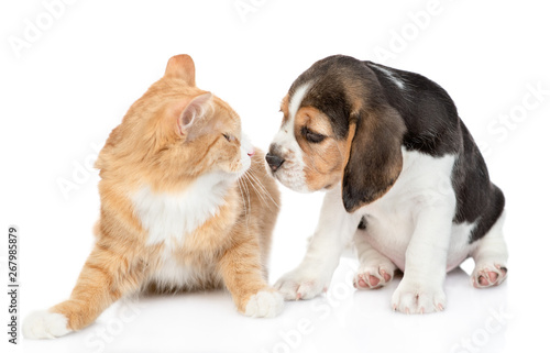 Beagle puppy sniffing red tabby cat. isolated on white background