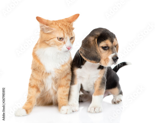 Cute beagle puppy and red tabby cat looking away together. isolated on white background