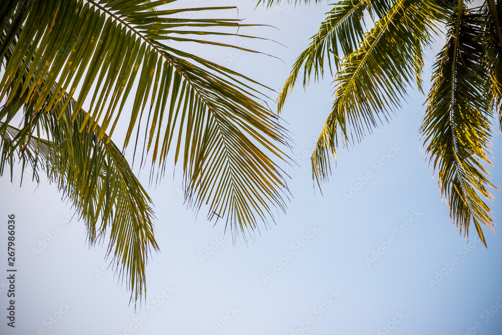 Beautiful coconut palm tree in sunny day with blue sky background. Travel tropical summer beach holiday vacation or save the earth, nature environmental concept. Coconut palm on seaside Thailand beach Beautiful coconut palm tree in sunny day with blue sky background. Travel tropical summer beach holiday vacation or save the earth, nature environmental concept. Coconut palm on seaside Thailand beach