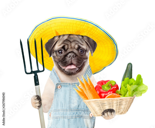 Funny puppy farmer in summer hat with pitchfork and basket of vegetables. isolated on white background © Ermolaev Alexandr