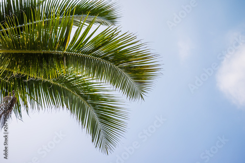Beautiful coconut palm tree in sunny day with blue sky background. Travel tropical summer beach holiday vacation or save the earth  nature environmental concept. Coconut palm on seaside Thailand beach