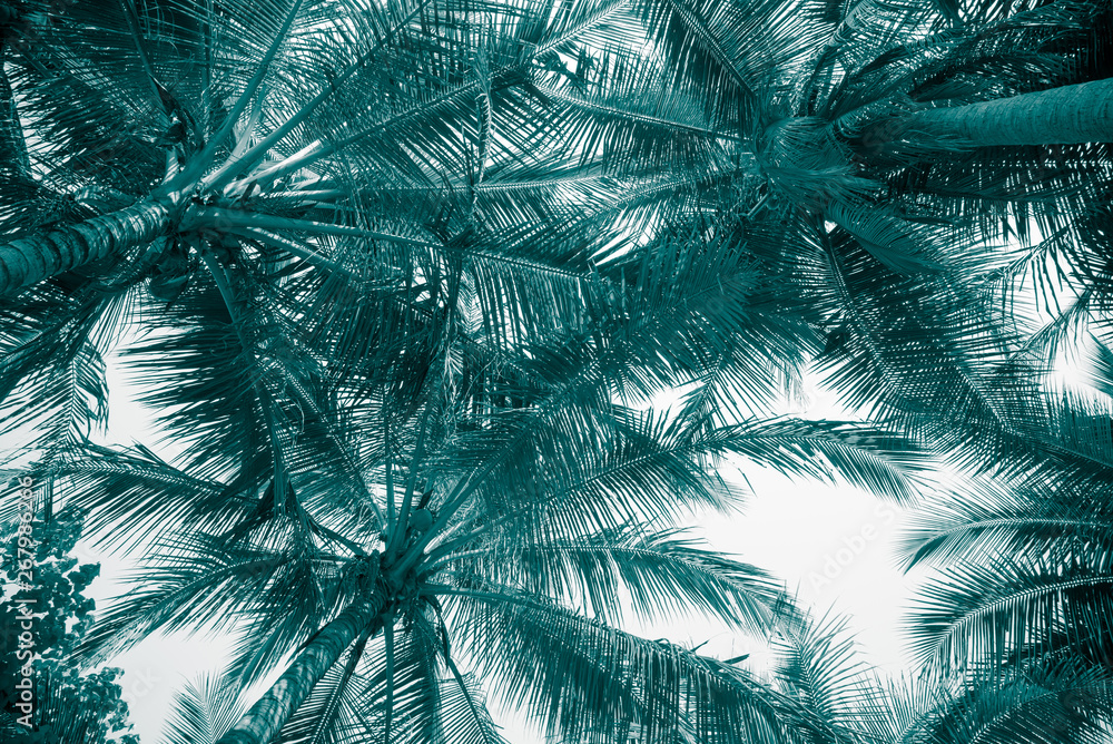 Obraz premium Beautiful coconut palm tree leaf in sunny day with blue sky background in monochrome tone. Travel tropical summer beach holiday vacation or save the earth, nature environmental concept.