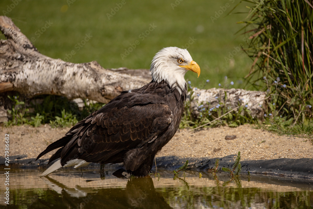 portrait of an american bald eagle portrait of an american bald eagle
