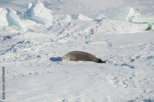 Curious seal resting on the snow. Antarctica