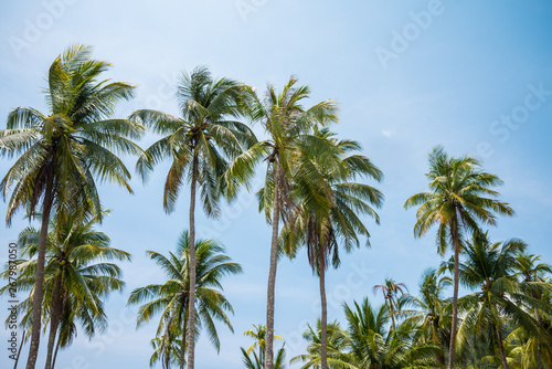 Beautiful coconut palm tree in sunny day with blue sky background. Travel tropical summer beach holiday vacation or save the earth  nature environmental concept. Coconut palm on seaside Thailand beach