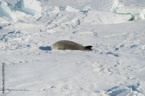 Curious seal resting on the snow. Antarctica