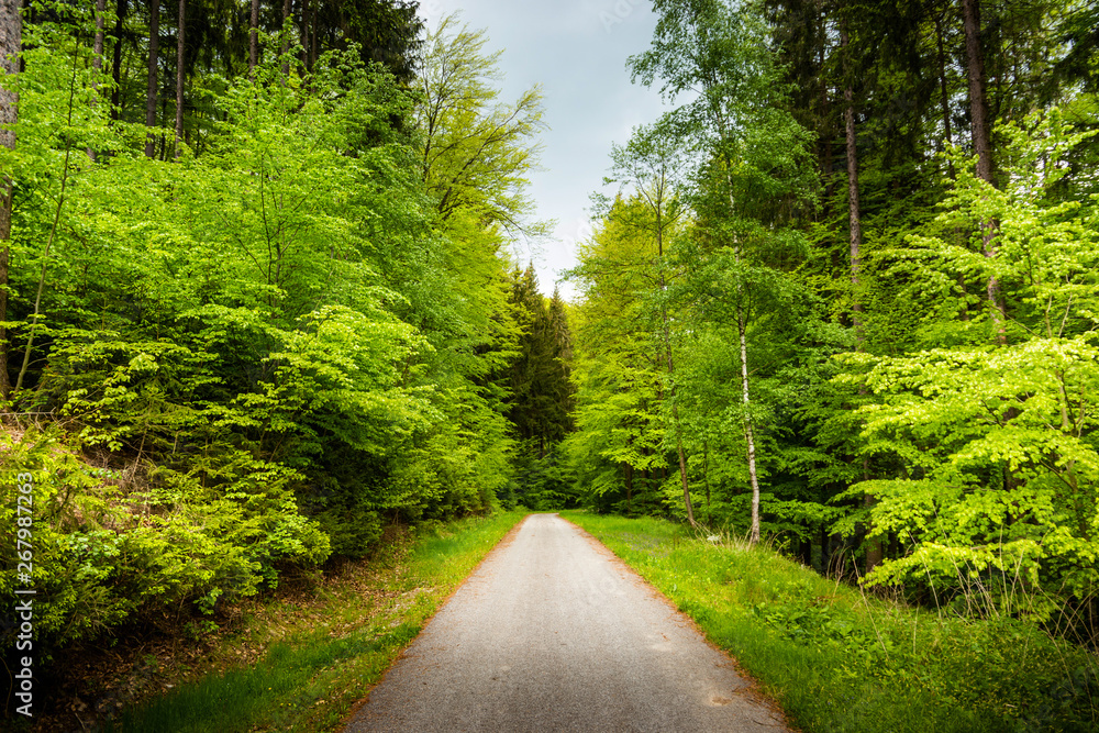 Fototapeta premium Rural road in summer forest.