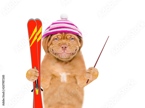 Smiling puppy in warm hat  holds in his paws mountain skiing and pounting away on empty space. isolated on white background © Ermolaev Alexandr