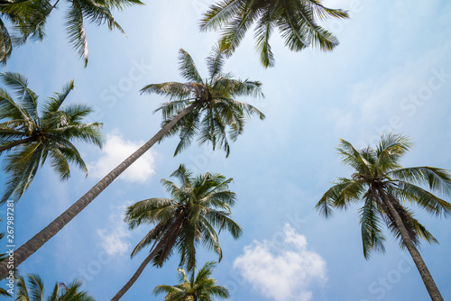 Beautiful coconut palm tree in sunny day with blue sky background. Travel tropical summer beach holiday vacation or save the earth  nature environmental concept. Coconut palm on seaside Thailand beach