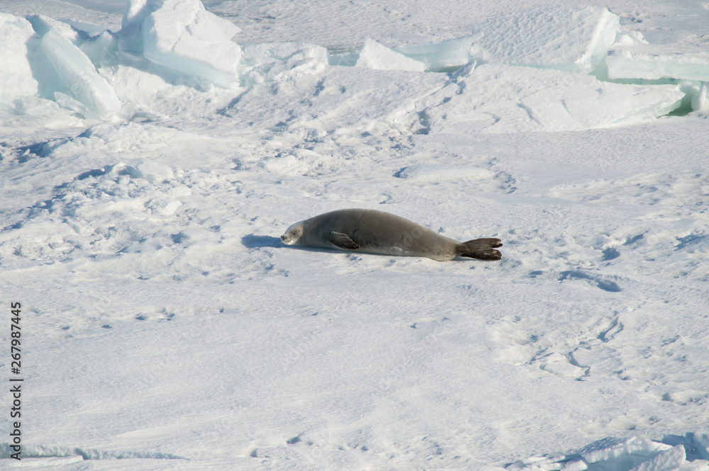Fototapeta premium Curious seal resting on the snow. Antarctica