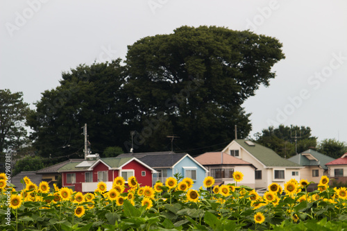 house with flowers