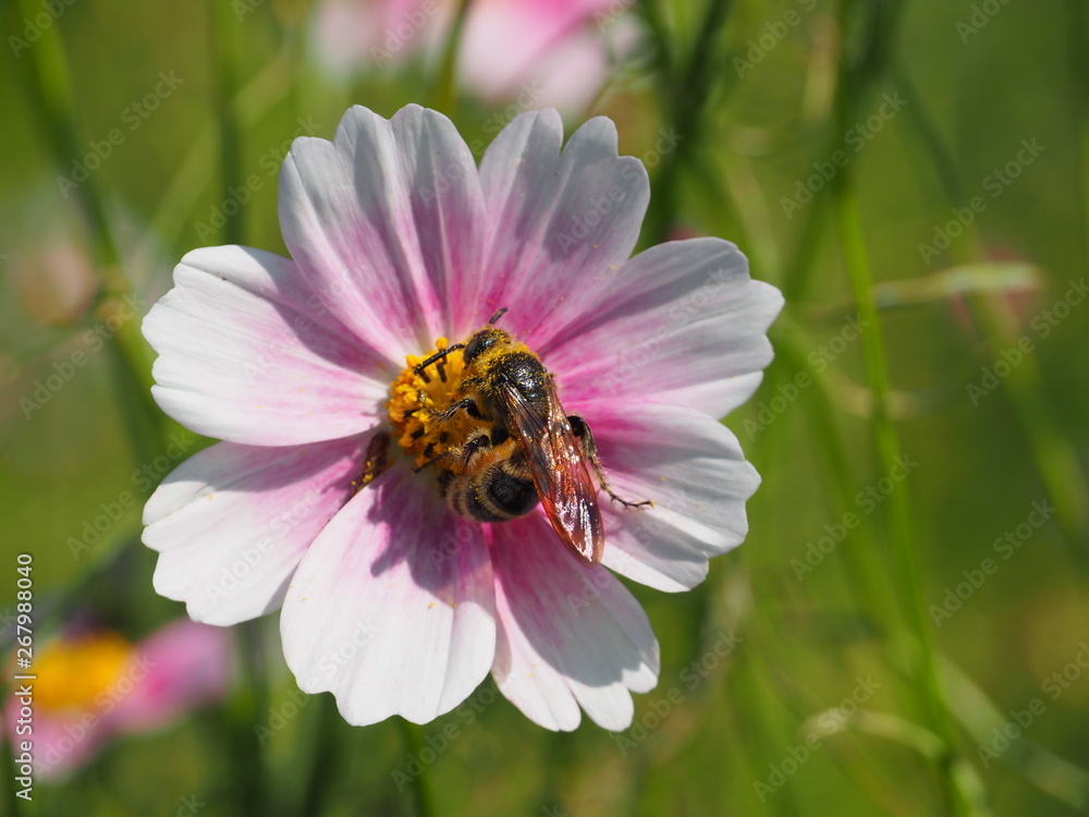 Honey Bee on Cosmos Flower