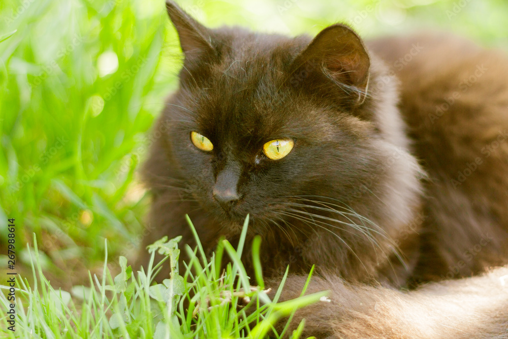 beautiful fluffy black cat sitting on the grass in the sun