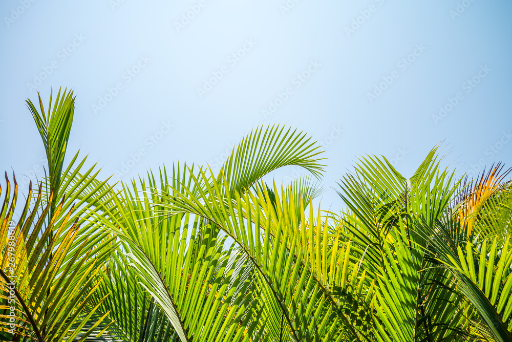 Mangrove or Nypa palm green leaves pattern shape form background on seaside with sunny day. Tropical palm plant in Thailand, green nature or save environmental concept. Mangrove or Nypa palm green leaves pattern shape form background on seaside with sunny day. Tropical palm plant in Thailand, green nature or save environmental concept.