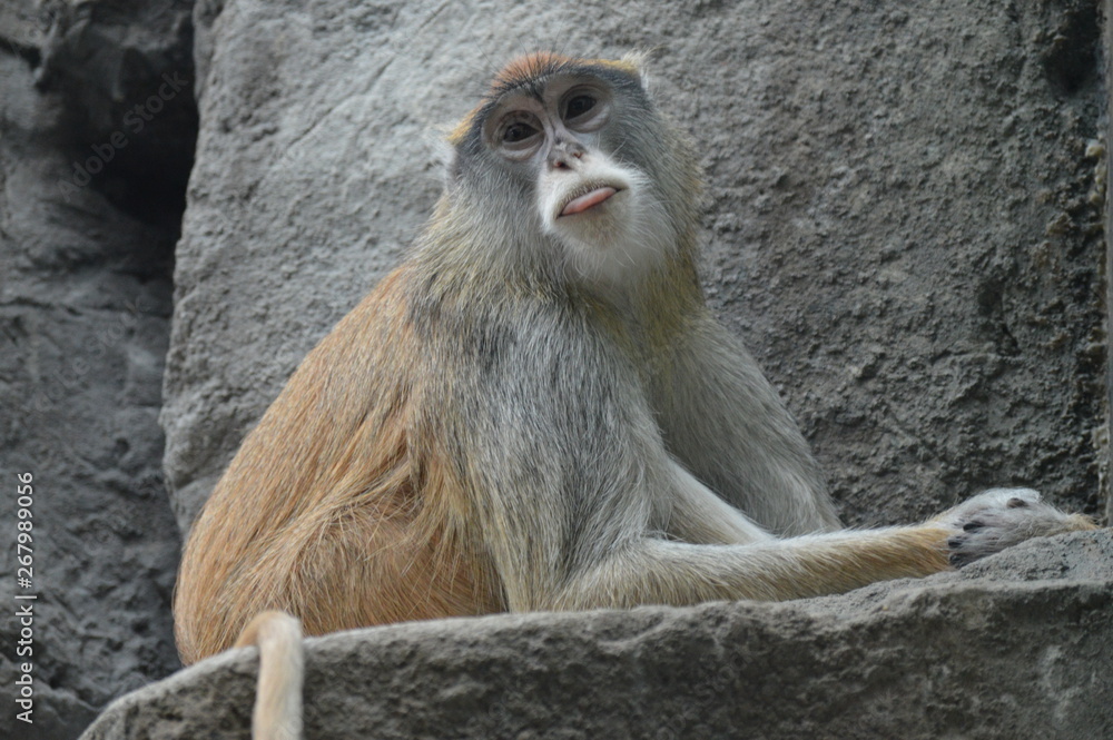 Obraz premium Patas monkey sitting on a rock