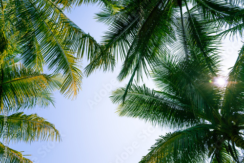 Beautiful coconut palm tree leaves from bottom view in sunny day clear sky background. Travel tropical summer beach holiday vacation or save the earth  nature environmental concept.