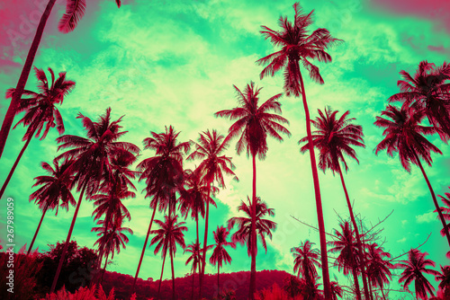 Beautiful coconut palm tree forest in sunshine day clear sky background color fun tone. Travel tropical summer beach holiday vacation or save the earth  nature environmental concept.