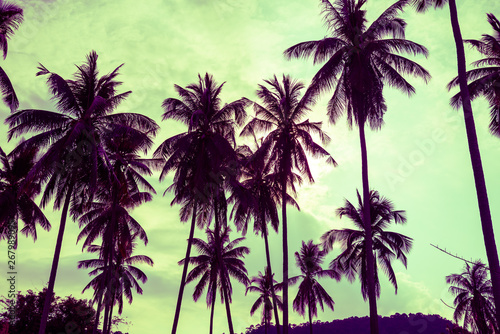 Beautiful coconut palm tree forest in sunshine day clear sky background color tone effect. Travel tropical summer beach holiday vacation or save the earth, nature environmental concept.