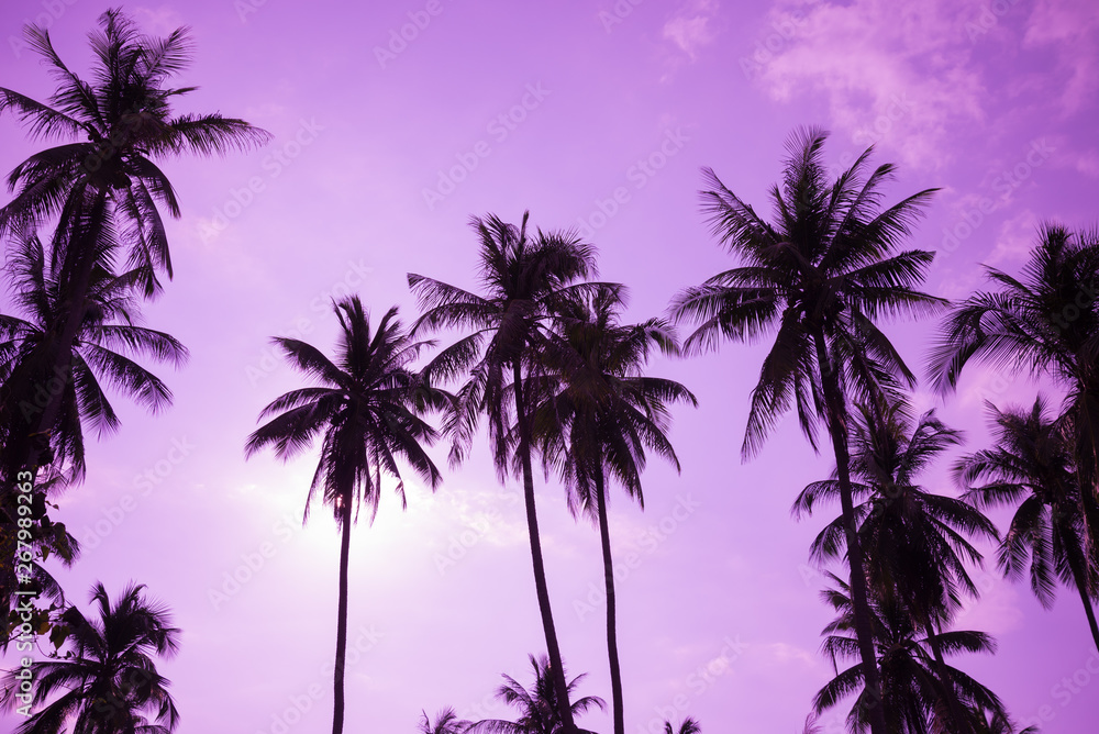 Beautiful coconut palm tree forest in sunshine day clear sky background color tone effect. Travel tropical summer beach holiday vacation or save the earth, nature environmental concept. Beautiful coconut palm tree forest in sunshine day clear sky background color tone effect. Travel tropical summer beach holiday vacation or save the earth, nature environmental concept.