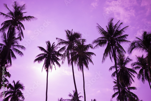 Fototapeta Naklejka Na Ścianę i Meble -  Beautiful coconut palm tree forest in sunshine day clear sky background color tone effect. Travel tropical summer beach holiday vacation or save the earth, nature environmental concept.