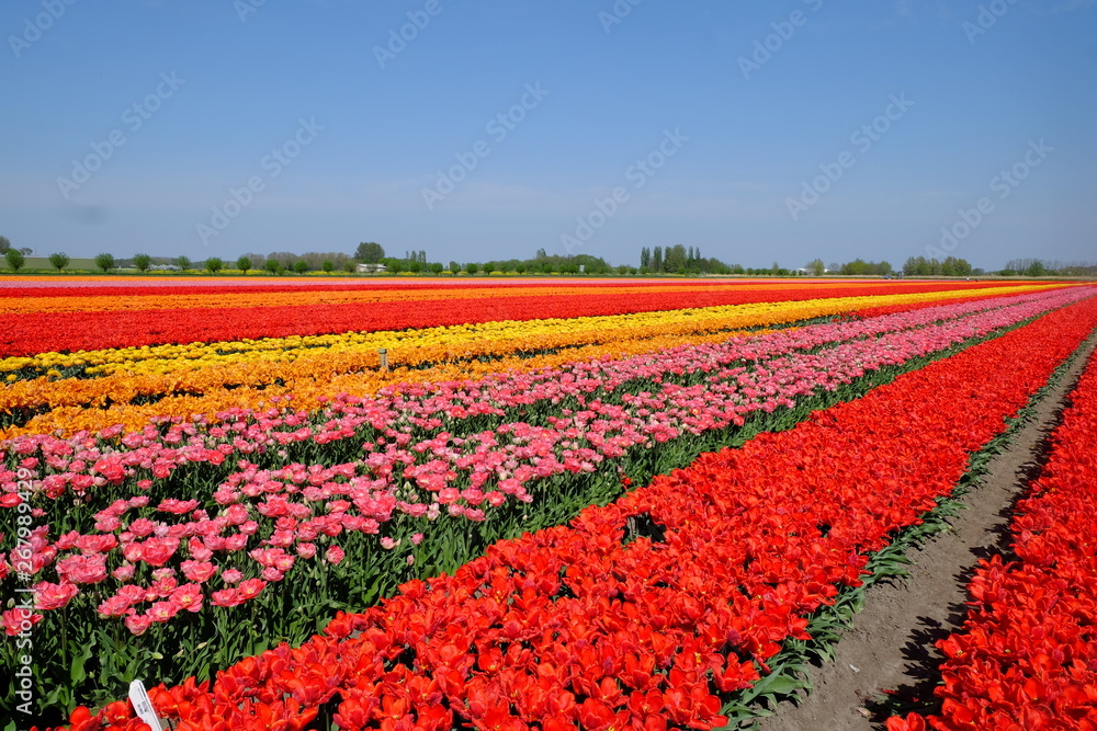 Olanda - tulipani