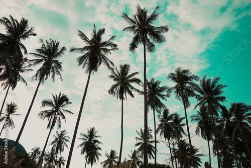 Beautiful coconut palm tree forest with clouds sky background vintage tone. Travel tropical summer beach holiday vacation or save the earth, nature environmental concept.