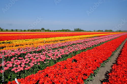 Olanda - tulipani