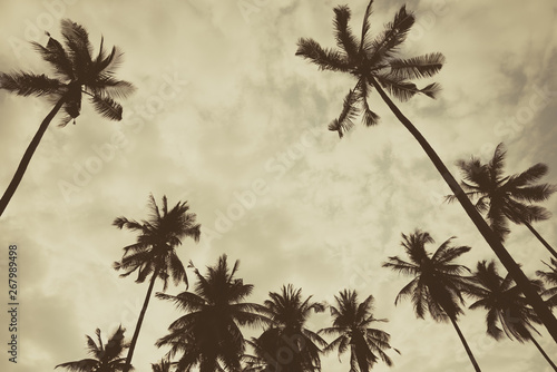 Beautiful coconut palm tree forest with clouds sky background monochrome dramatic dark tone. Travel tropical summer beach holiday vacation or save the earth, nature environmental concept.