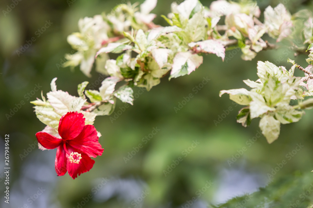 Fototapeta premium Close up of red Hibiscus rosa-sinensis