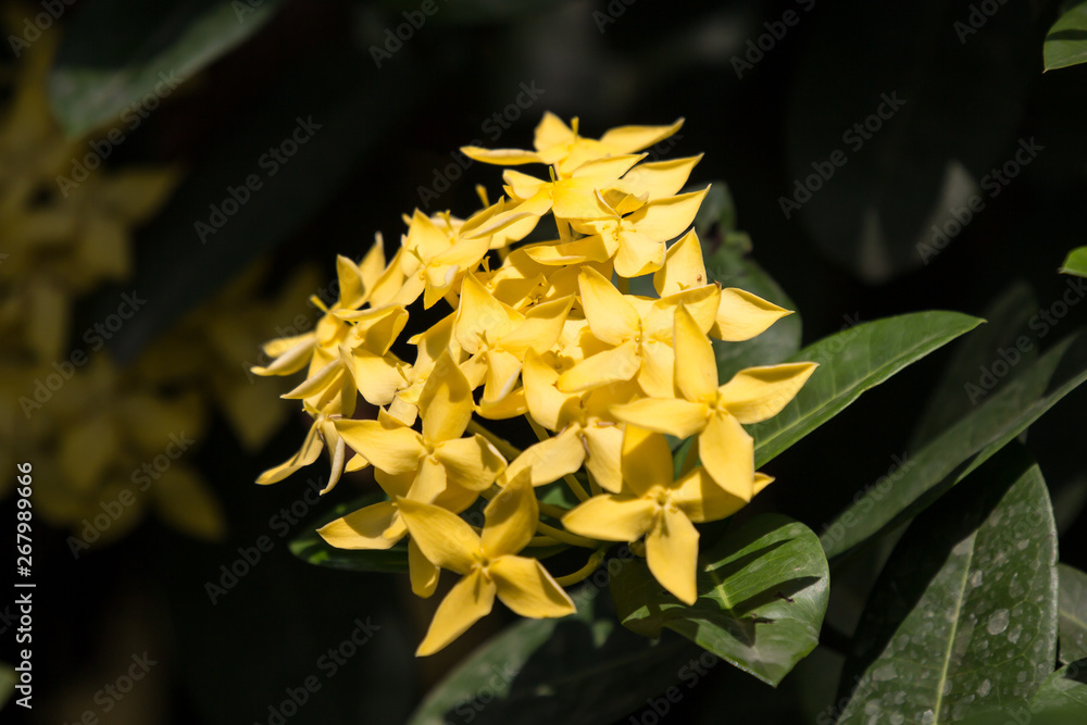 Obraz premium Close up of Small Ixora flower