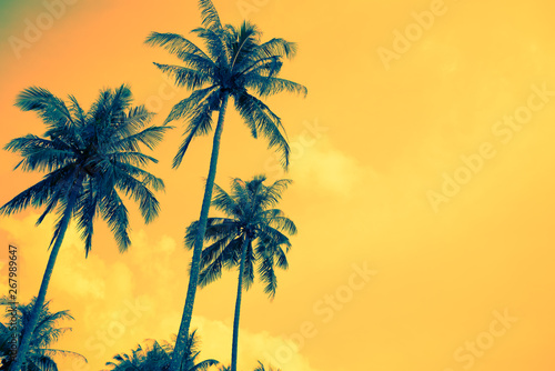 Fototapeta Naklejka Na Ścianę i Meble -  Beautiful coconut palm tree in sunshine day clear sky background color tone effect. Travel tropical summer beach holiday vacation or save the earth, nature environmental concept.