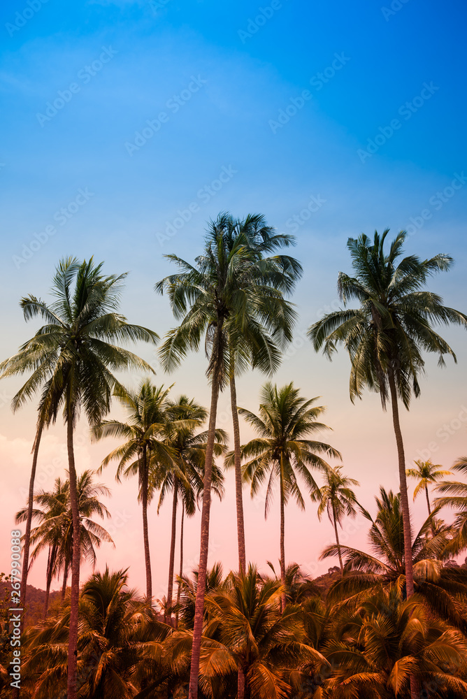Obraz premium Beautiful coconut palm tree forest in sunshine day clear sky background color tone effect. Travel tropical summer beach holiday vacation or save the earth, nature environmental concept.