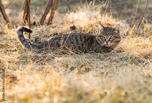 Photography the cat is hiding in the dry grass